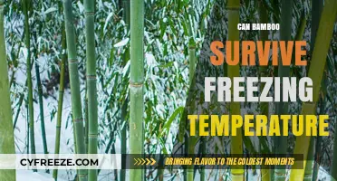 Can Bamboo Survive Freezing Temperatures? Cold-Hardy Varieties Explained