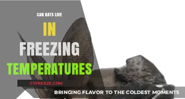 Bats in Winter: Surviving Freezing Temperatures and Cold Climates