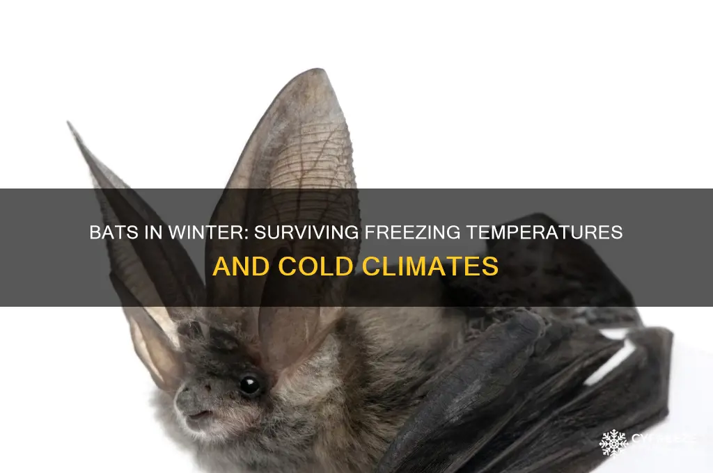 can bats live in freezing temperatures