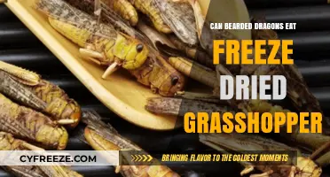 Crunchy Delights: Freeze-Dried Grasshoppers for Bearded Dragons?
