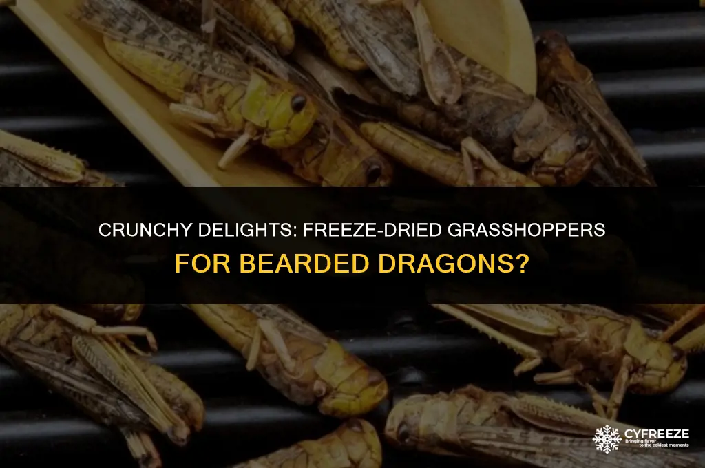 can bearded dragons eat freeze dried grasshoppers