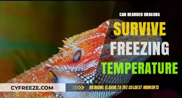 Can Bearded Dragons Survive Freezing Temperatures? Essential Care Tips