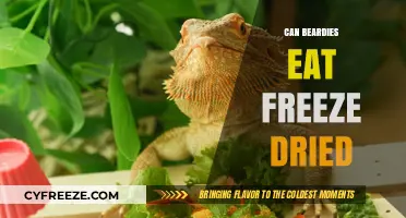 Exploring the Freeze-Dried Food Options for Bearded Dragons
