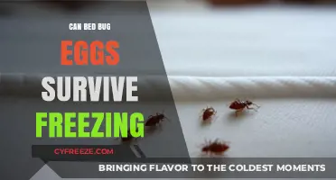 Can Bed Bug Eggs Survive Freezing Temperatures? The Chilling Truth