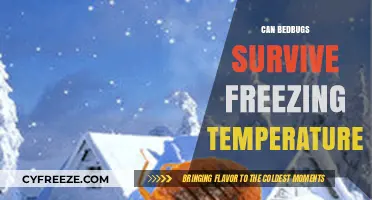 Can Bedbugs Survive Freezing Temperatures? The Chilling Truth Revealed