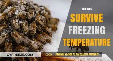 How Bees Endure Winter: Surviving Freezing Temperatures in Cold Climates