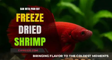 A Nutritious Treat: Can Beta Fish Enjoy Freeze-Dried Shrimp?