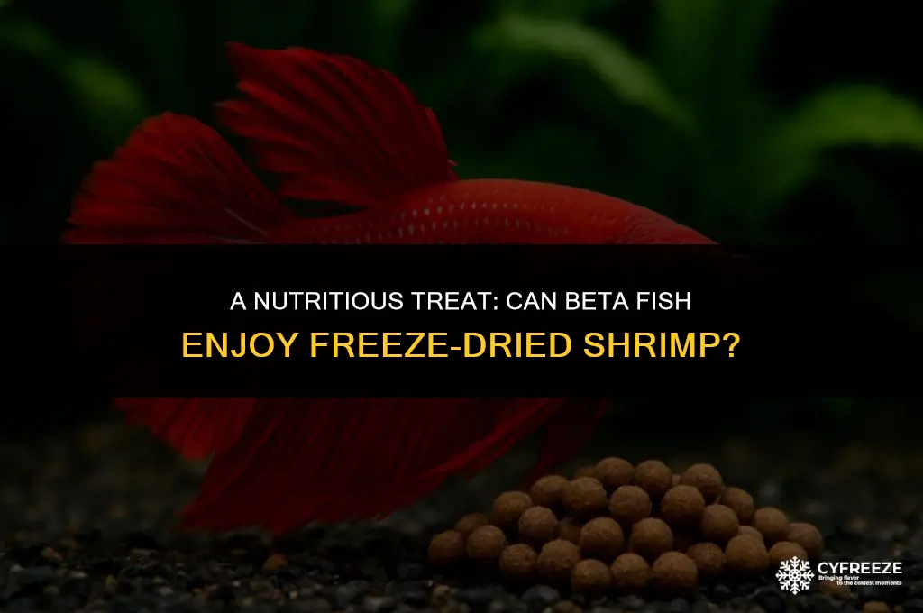 can beta fish eat freeze dried shrimp