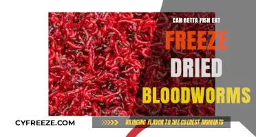 Feeding Bettas: The Truth About Freeze-Dried Bloodworms