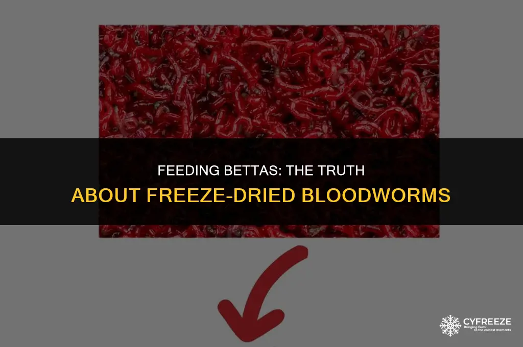 can betta fish eat freeze dried bloodworms