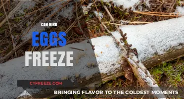 Can Bird Eggs Survive Freezing Temperatures? Surprising Facts Revealed