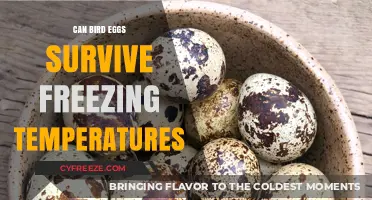 Can Bird Eggs Survive Freezing Temperatures? Exploring Nature's Resilience