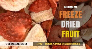 Feathered Friends' Feast: The Scoop on Freeze-Dried Fruit for Birds