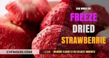 Feathered Friends' Treats: The Truth About Freeze-Dried Strawberries