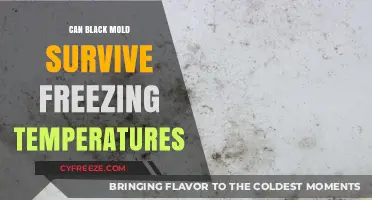 Can Black Mold Survive Freezing Temperatures? Shocking Facts Revealed