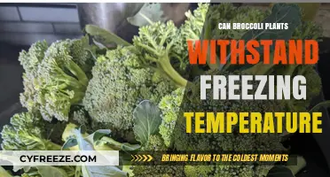 Broccoli's Frost Resilience: Surviving Freezing Temperatures in Your Garden