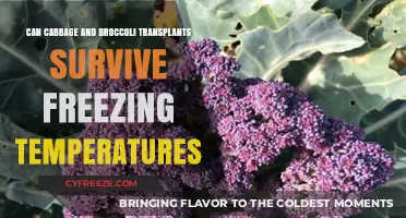 Surviving Frost: Cabbage and Broccoli Transplants in Freezing Conditions