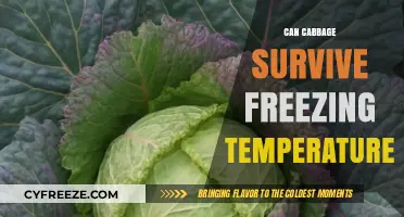 Can Cabbage Survive Freezing Temperatures? A Winter Gardening Guide