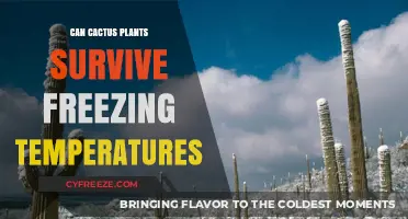 Can Cactus Survive Frost? Freezing Temperature Tolerance Explained