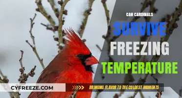 Cardinals in Winter: Surviving Freezing Temperatures and Harsh Conditions