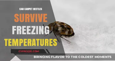 Can Carpet Beetles Survive Freezing Temperatures? Facts and Prevention Tips