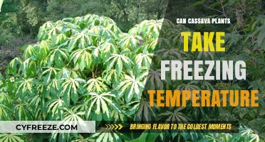 Can Cassava Survive Frost? Understanding Cold Tolerance in Cassava Plants