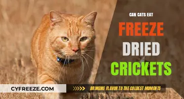 Feline Feast or Fad? Exploring Freeze-Dried Crickets for Cats