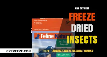 Feline Feast or Fad? Exploring Freeze-Dried Insects for Cats
