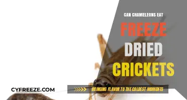Chameleon Diet: The Benefits and Risks of Freeze-Dried Crickets