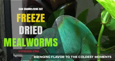 Chameleon Diet: The Pros and Cons of Freeze-Dried Mealworms