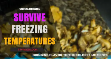 Chanterelles and Frost: Can These Mushrooms Survive Freezing Temperatures?