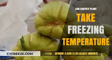 Can Chayote Plants Survive Freezing Temperatures? A Complete Guide