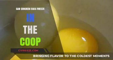 Chill Chickens: Can Eggs Freeze in the Coop?