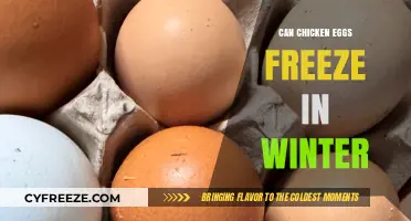 Winter's Chill: Can Chicken Eggs Freeze and Survive?