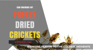 Crunchy Delights: Freeze-Dried Crickets as a Nutritious Treat for Chickens
