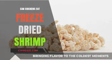 Shrimp Snacks for Hens: The Surprising Truth About Freeze-Dried Treats