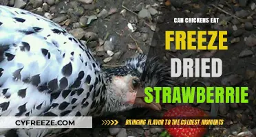 Feeding Freeze-Dried Strawberries to Chickens: A Nutritional Guide