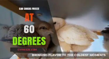 Chilling Truth: Can Chicks Survive at 60 Degrees?
