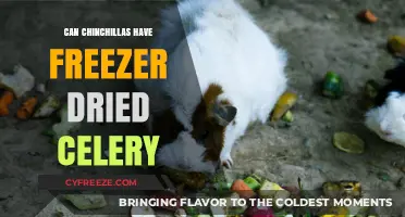 Chinchilla Diet Guide: Is Freezer-Dried Celery Safe?
