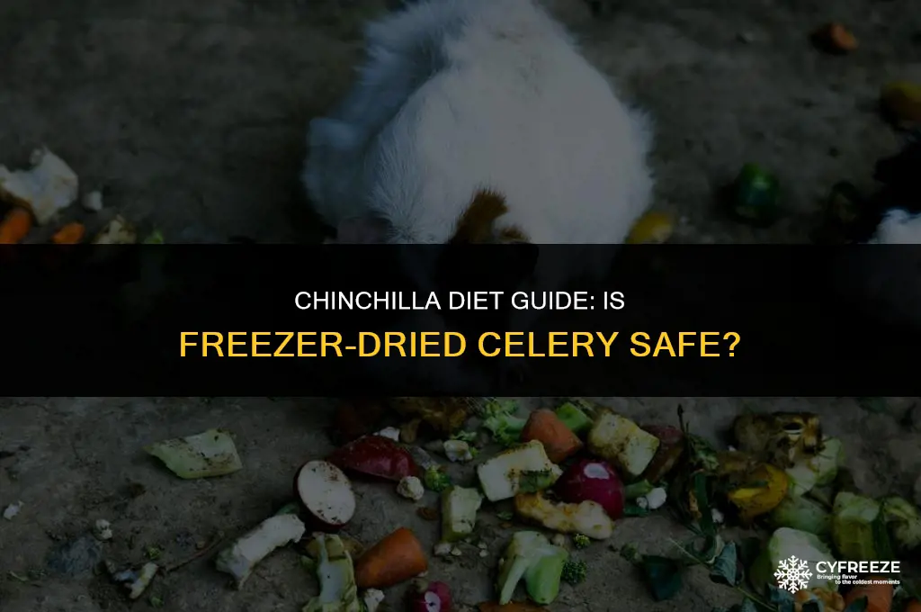 can chinchillas have freezer dried celery