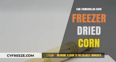 Chinchilla Diet Insights: Is Freezer-Dried Corn a Safe Treat?