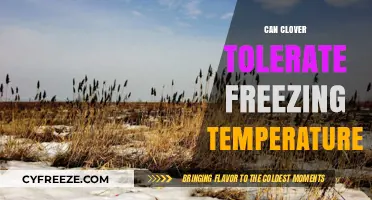 Clover's Cold Resilience: Surviving Freezing Temperatures in Harsh Winters