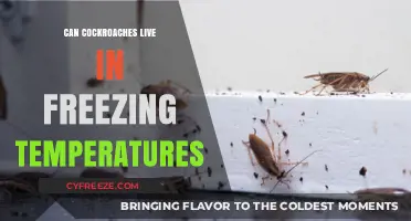 Can Cockroaches Survive Freezing Temperatures? Uncovering Their Winter Resilience