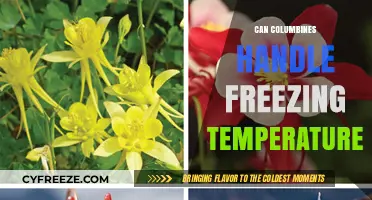 Can Columbines Survive Frost? Freezing Temperature Tolerance Explained