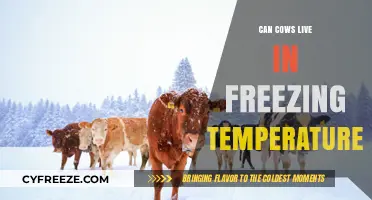 Can Cows Survive Freezing Temps? Cold Weather Cattle Care Tips