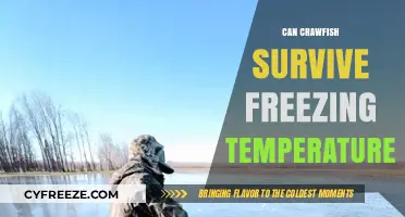 Crawfish Survival Guide: Can They Endure Freezing Winter Temperatures?