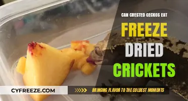 Can Crested Geckos Eat Freeze Dried Crickets?