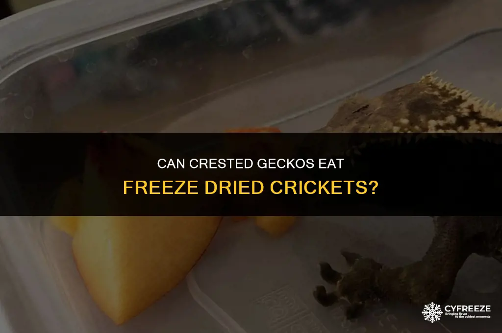 can crested geckos eat freeze dried crickets