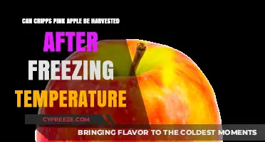 Harvesting Cripps Pink Apples Post-Freeze: Risks and Best Practices