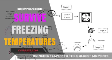 Cryptosporidium's Resilience: Can It Survive Freezing Temperatures?